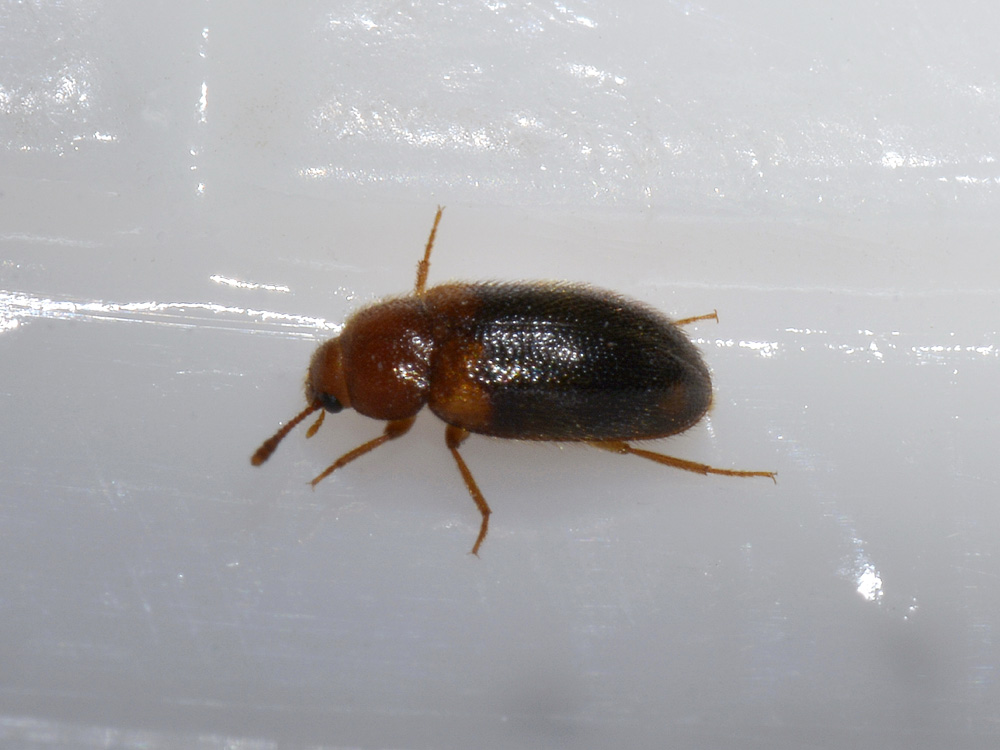 Triphyllus bicolor (Mycetophagidae)